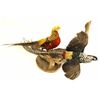 Image 1 : Collection of 2 nicely mounted birds