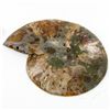 Image 2 : 1300ct Opalized Crystalized Lg Ammonite Cut Half (MIN-000015)