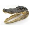 Image 1 : African Taxidermy Crocodile Head (CLB-698)