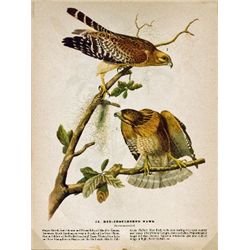 MWF1560 ~ RED SHOULDERED HAWK ~ FRAMED MATTED PRINT ~ 14 X 11 ~The Birds of Amer