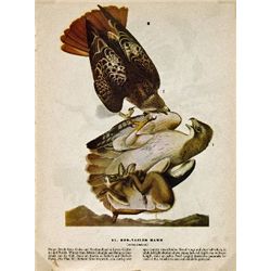 MWF1561 ~ RED TAILED HAWK ~ FRAMED MATTED PRINT ~ 14 X 11 ~The Birds of America