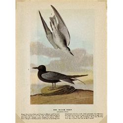 MWF1565~ BLACK TERN ~ FRAMED MATTED PRINT ~ 14 X 11 ~The Birds of America - John