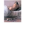 Image 1 : Hofmann, Douglas - Original hand pulled lithograph / signed and numbered