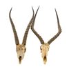 Image 1 : A Pair of African Antelope Skull and Horns.... (Total: 2 Items)