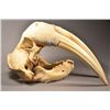 Image 1 : A Magnificent Full Walrus Skull with 2 Ivory Tusks