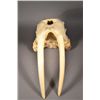 Image 2 : A Magnificent Full Walrus Skull with 2 Ivory Tusks