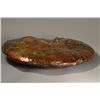 Image 2 : Rare Gem Ammolite Ammonite w/ Export Certificate
