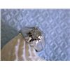Image 1 : 14k White Gold Men's Diamond Ring