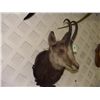 Image 2 : stuffed and mounted goat? / deer?