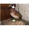 Image 2 : stuffed and mounted duck