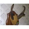 Image 2 : mounted pronghorn deer horns