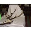 Image 1 : mounted Elk horn skull and rack  SSR