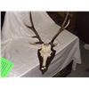 Image 2 : mounted Elk horn skull and rack  SSR