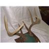 Image 2 : mounted deer rack, SSR