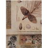 Image 2 : Pinecone Evergreen Tree Art Print Framed
