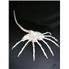 Image 1 : Alien Face Hugger
