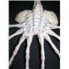 Image 3 : Alien Face Hugger