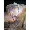 Image 7 : Gabrielle Anwar Upper Body Prosthetic