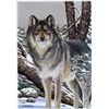 Image 1 : WOLF REALISTIC SIGNED LITHOGRAPH LIQUIDATION SALE