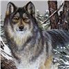 Image 2 : WOLF REALISTIC SIGNED LITHOGRAPH LIQUIDATION SALE