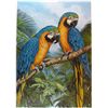 Image 1 : PARROTS COLORFUL MACAWS LITHOGRAPH ONLY $50 SALE
