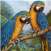 Image 2 : PARROTS COLORFUL MACAWS LITHOGRAPH ONLY $50 SALE
