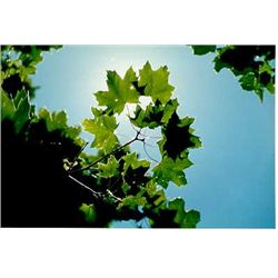 NATURE PHOTO COLORFUL HAND SIGNED ONLY $25 SALE