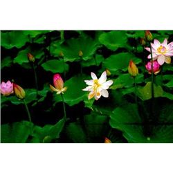 SIGNED ORIGINAL FLORAL PHOTOGRAPH RARE BUY