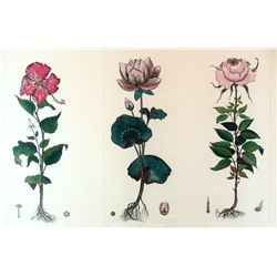 FLORALS HAND COLORED ETCHINGS LTD ED SIGNED