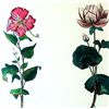 Image 2 : FLORALS HAND COLORED ETCHINGS LTD ED SIGNED