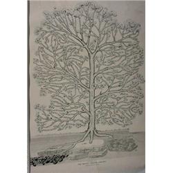 3 Matching Advertising Posters of "Soda Ash" Family Tree, Ca. 1916