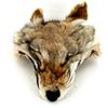 Image 1 : Fox Head Pelt (CLB-801)