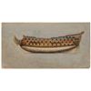 Image 1 : MWF1309B Watercolor on paper laid on card. - The Royal