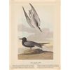 Image 1 : MWF1565~ BLACK TERN ~ FRAMED MATTED PRINT ~ 14 X 11 ~Th