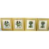 Image 1 : 4 gilt framed "Botanical" prints