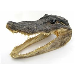 African Taxidermy Crocodile Head (CLB-698)