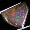 Image 1 : 10.20ct Rare Glowing Multi-color Ammonite Triplet (GEM-31989)