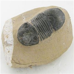 2520ct Fossilized Tribolite On Base Material (MIN-000230)