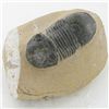 Image 1 : 2520ct Fossilized Tribolite On Base Material (MIN-000230)