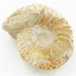 1445ct Fossilized Natural Ammonite (MIN-000245)