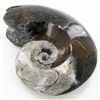 Image 1 : 5470ct Fire Polished Lg Fossilized Ammonite Whole (MIN-000002)