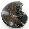 Image 2 : 5470ct Fire Polished Lg Fossilized Ammonite Whole (MIN-000002)