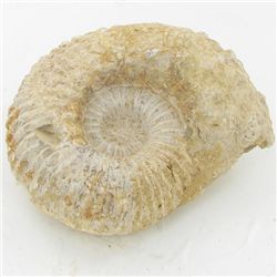 1745ct Fossilized Natural Ammonite (MIN-000250)