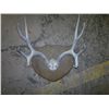 Image 1 : Four point mounted deer horns 18in across
