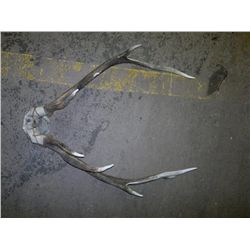 Five point mounted deer horns 23in across