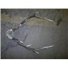 Image 1 : Five point mounted deer horns 23in across