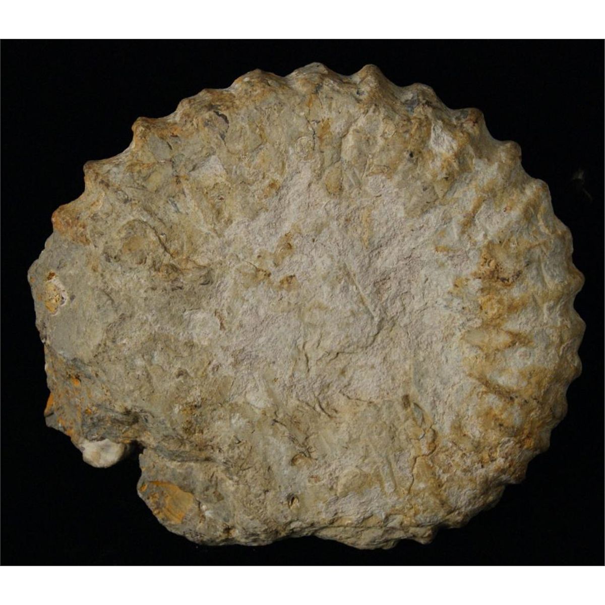 Petrified Nautilus shell - 10" diam