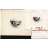 Image 1 : ABNC Artwork of Prairie Chicken LDP with Matching Original Artwork Watercolor Sketch.
