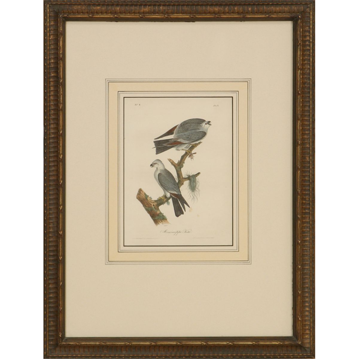 John James Audubon, hand colored lithograph