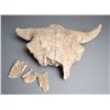 Image 1 : A Scarce Petrified Buffalo Skull